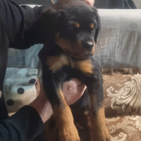 Cucciolo di rottweiler con Pedigree