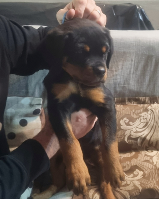Cucciolo di rottweiler con Pedigree