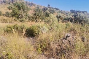 TER. AGRICOLO A GRISOLIA