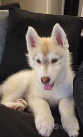Cuccioli siberian husky