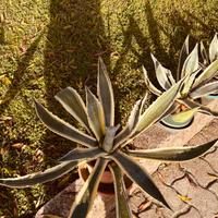 PIANTE AGAVE AMERICANA VARIE MISURE