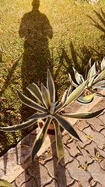 PIANTE AGAVE AMERICANA VARIE MISURE