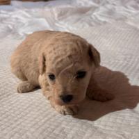 Cuccioli di Barboncino (info in descrizione)