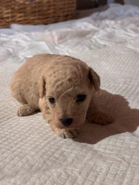 Cuccioli di Barboncino (info in descrizione)