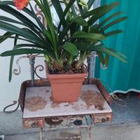 pianta clivia