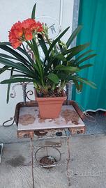pianta clivia