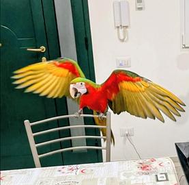 Pappagallo ara arlecchino