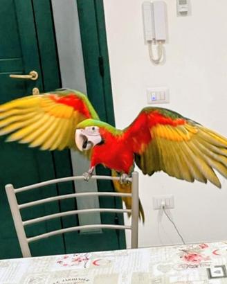 Pappagallo ara arlecchino
