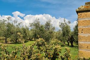 TERRENO con OLIVETO