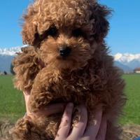 Barboncini toy fulvi