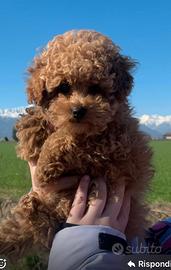 Barboncini toy fulvi