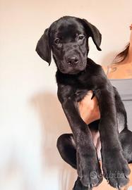 Cucciolo Labrador nero 3 mesi pedigree