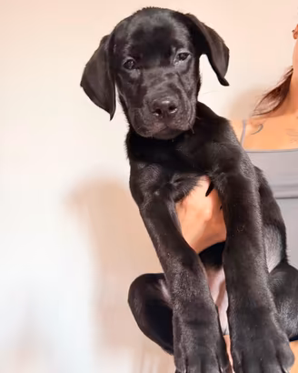 Cucciolo Labrador nero 3 mesi pedigree