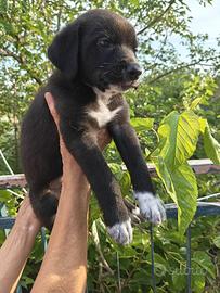 Cucciolo maschio mix border collie
