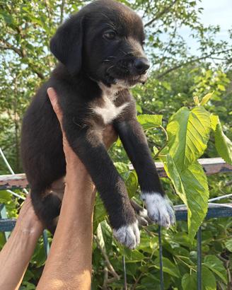 Cucciolo maschio mix border collie