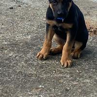 Pastori tedeschi 1 anno e 2 anni