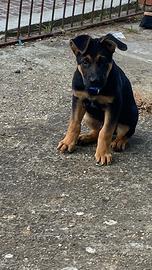 Pastori tedeschi 1 anno e 2 anni