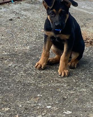 Pastori tedeschi 1 anno e 2 anni