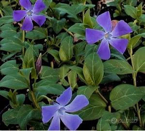 Varie piante da giardino vaso 15
