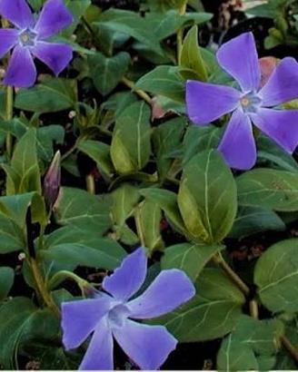 Varie piante da giardino vaso 15
