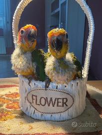 Conuro del sole Allevati a Mano