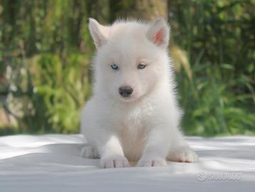 Cucciola di Siberian Husky bianca