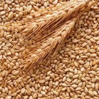 frumento per galline 