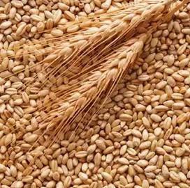 frumento per galline 