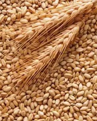 frumento per galline 