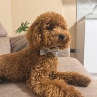 Disponibile per accoppiamento