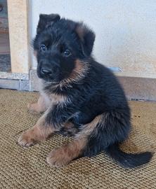 Cucciolotti pastore tedesco