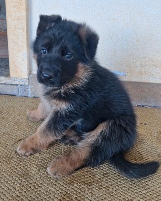 Cucciolotti pastore tedesco
