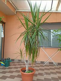dracena marginata 