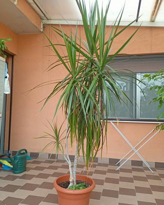 dracena marginata 