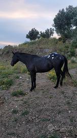 Cavalla appaloosa