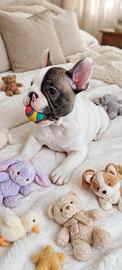 bouledogue francese 