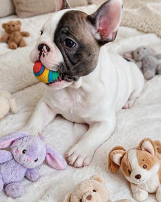 bouledogue francese 