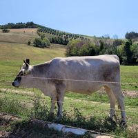 Grigio Alpine Mucche