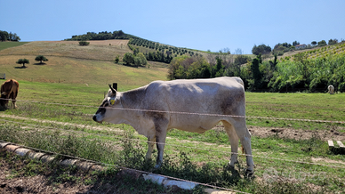 Grigio Alpine Mucche
