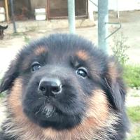 Cuccioli di pastore tedesco