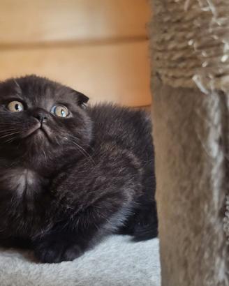Scottish fold e straight