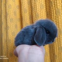 Coniglietti ariete nano/mini lop