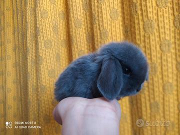 Coniglietti ariete nano/mini lop