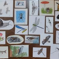 Quadretti naturalistici originali prezzi vari