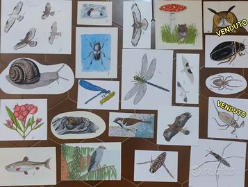 Quadretti naturalistici originali prezzi vari