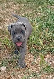 Cuccioli Cane Corso pedigree