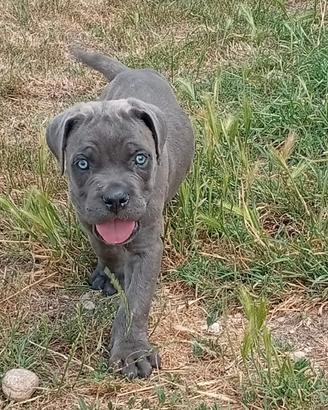 Cuccioli Cane Corso pedigree