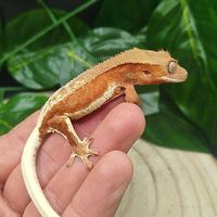 Geco ciliatus