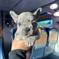 Bulldog francese