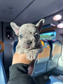 Bulldog francese